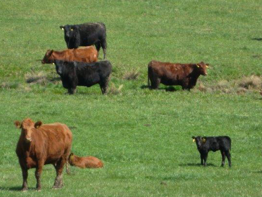 Ekologický chov skotu