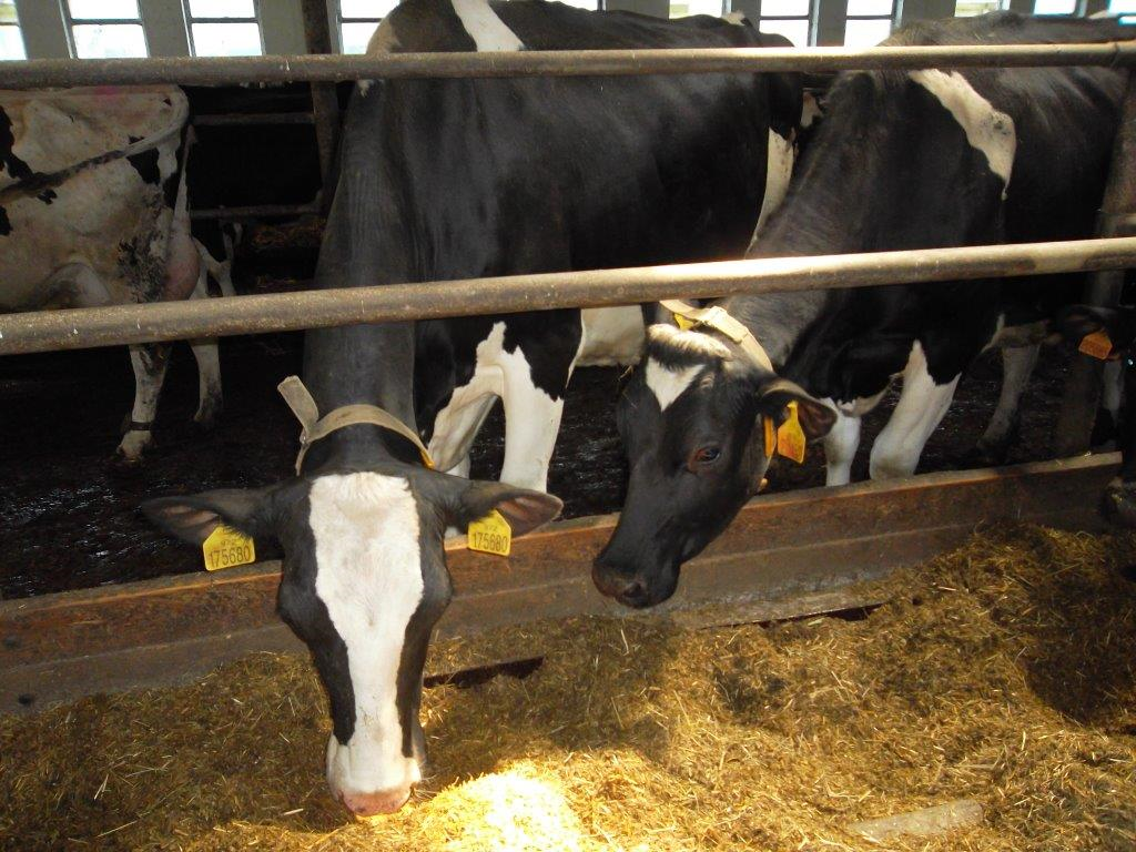 Velkokapacitní kravín